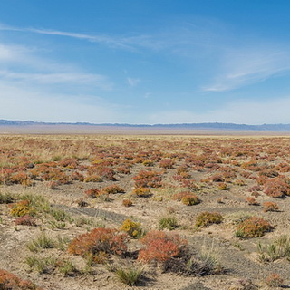 Gobi